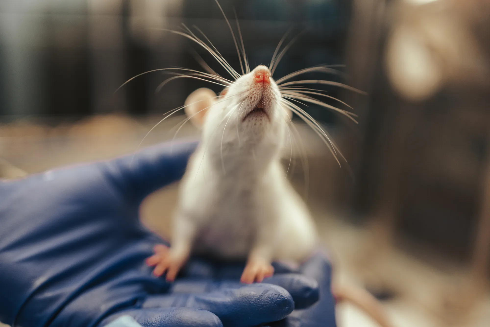 Regulan funcionamiento del CEC para el Cuidado de Animales y Ambiente UC  