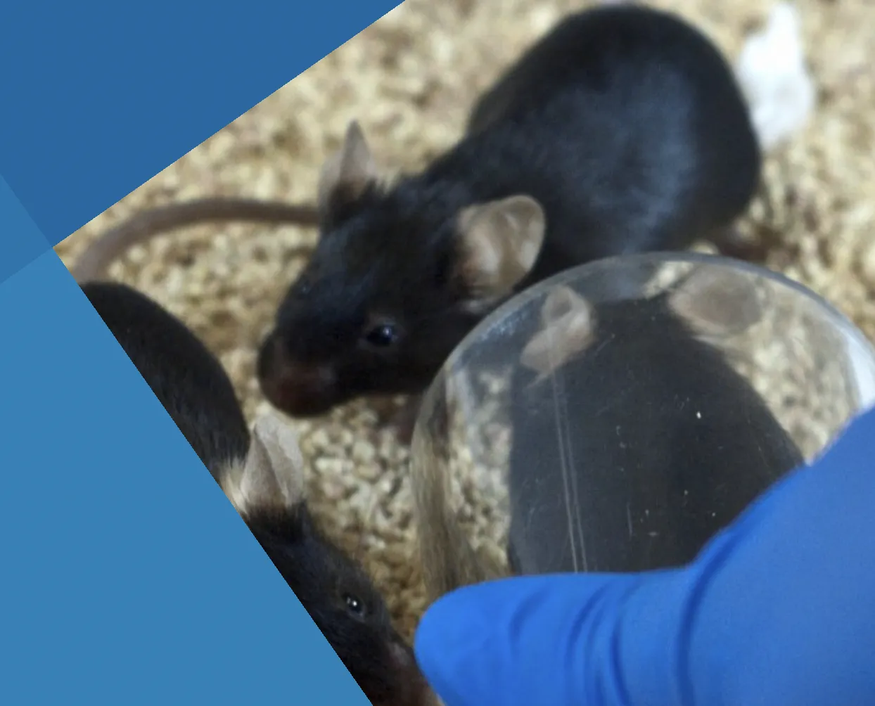 Técnicas para la correcta manipulación de ratones