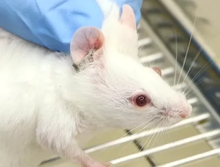 Recursos Jove sobre Investigación con animales de laboratorio