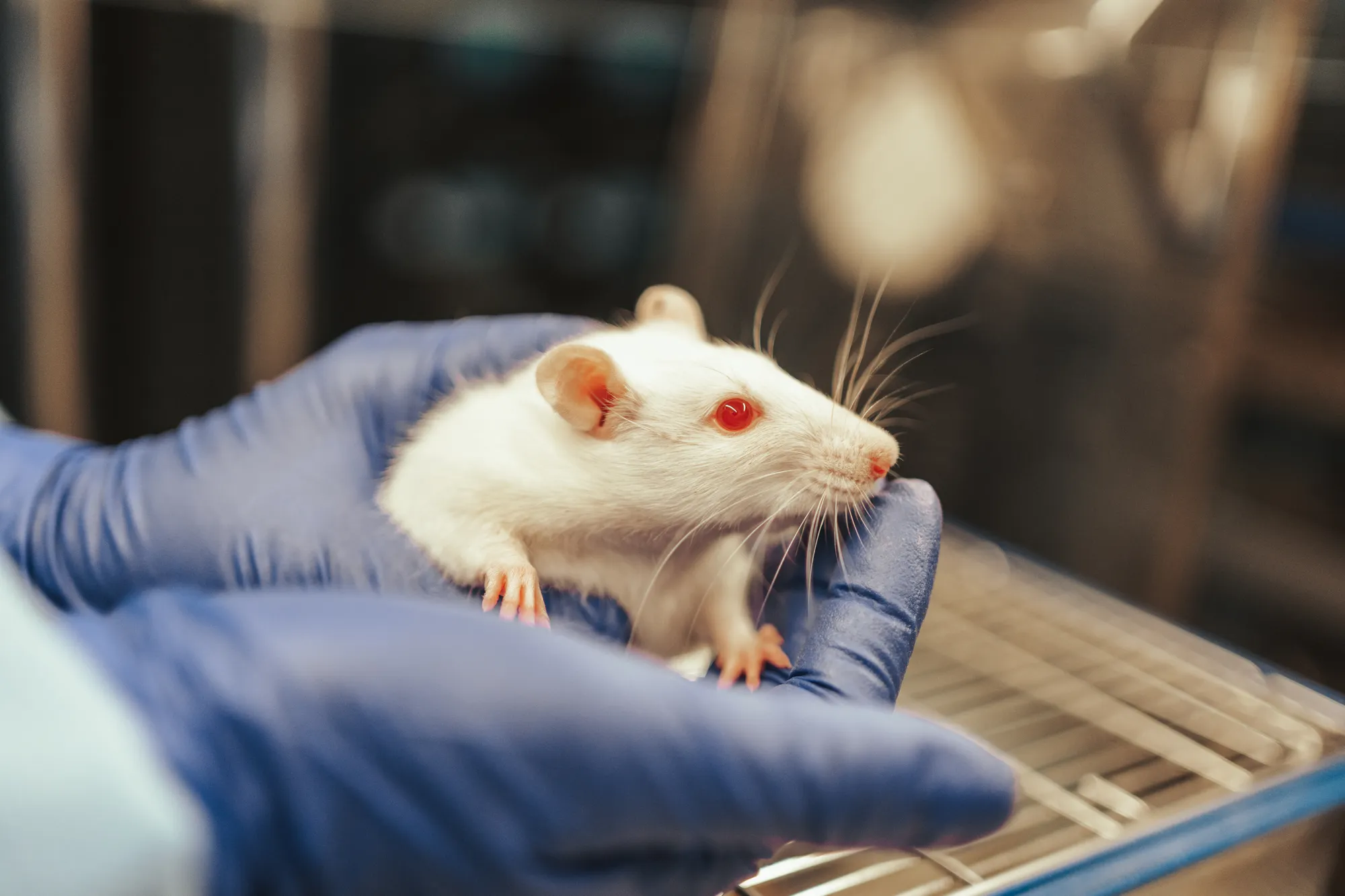 Es un ratón blanco de laboratorio con ojos rojos y sobre una mano con guantes azules.