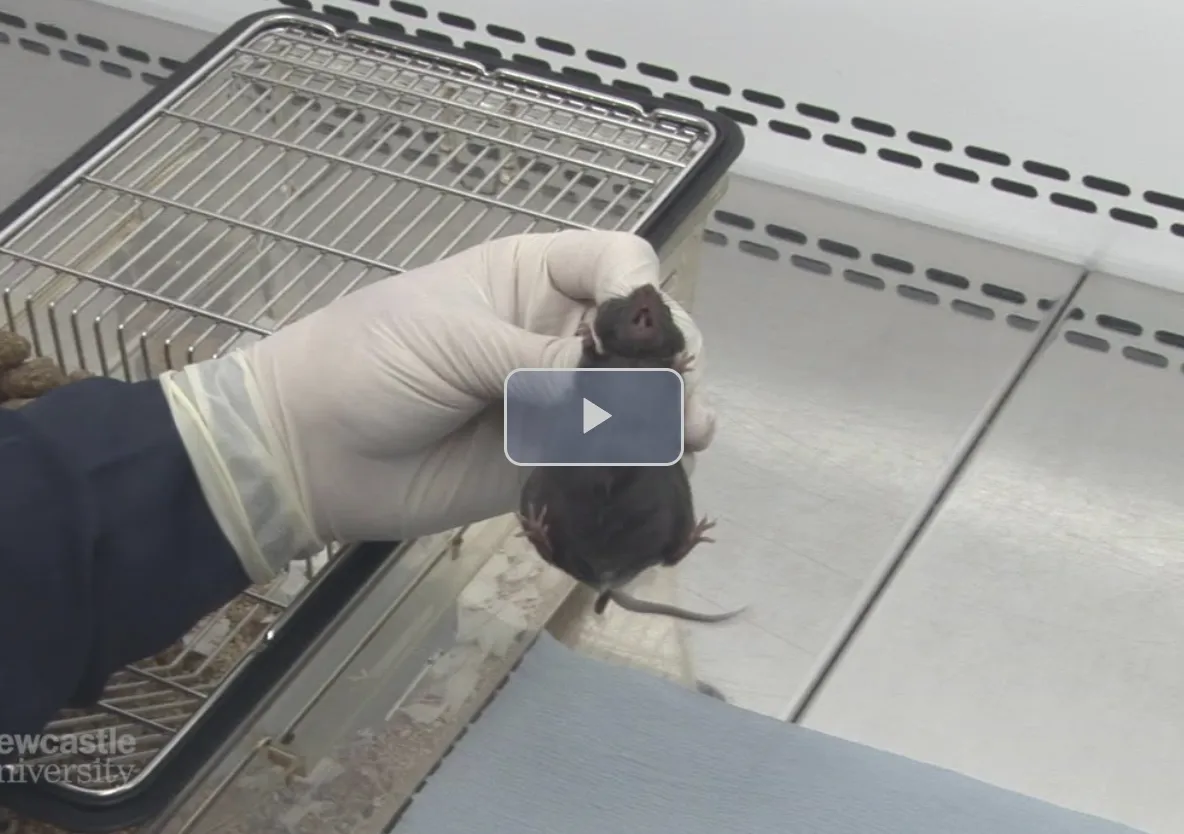 Tutoriales online para mejorar procedimientos con animales